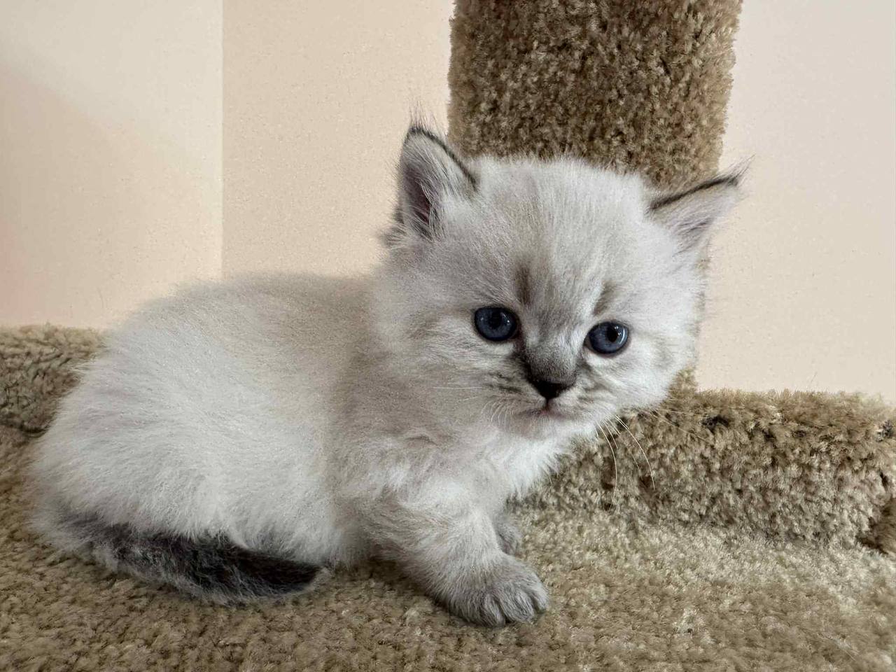 Scottish straight kittens