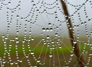 Shudring bilan qoplangan oʻrgimchak toʻrlari