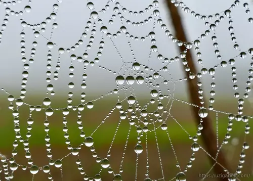 Shudring bilan qoplangan oʻrgimchak toʻrlari