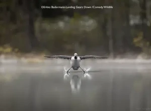 yovvoyi tabiatning eng kulgili fotosuratlaridan
