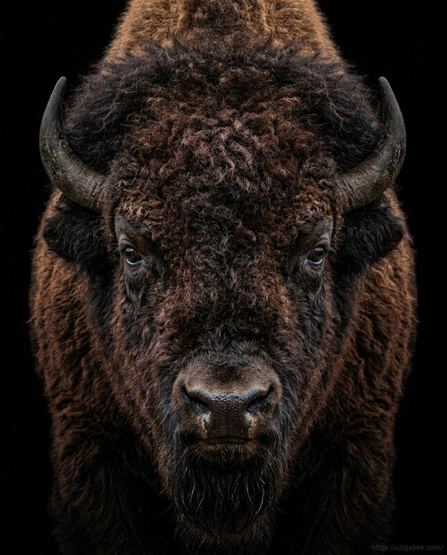 Bizon, buffalo, yak va qoramollarning shoxlari va tashqi ko‘rinishini